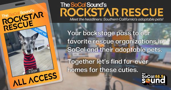 KCSN RockstarRescue PotW 030426 CreateOutlines FACEBOOK 1200x630 2